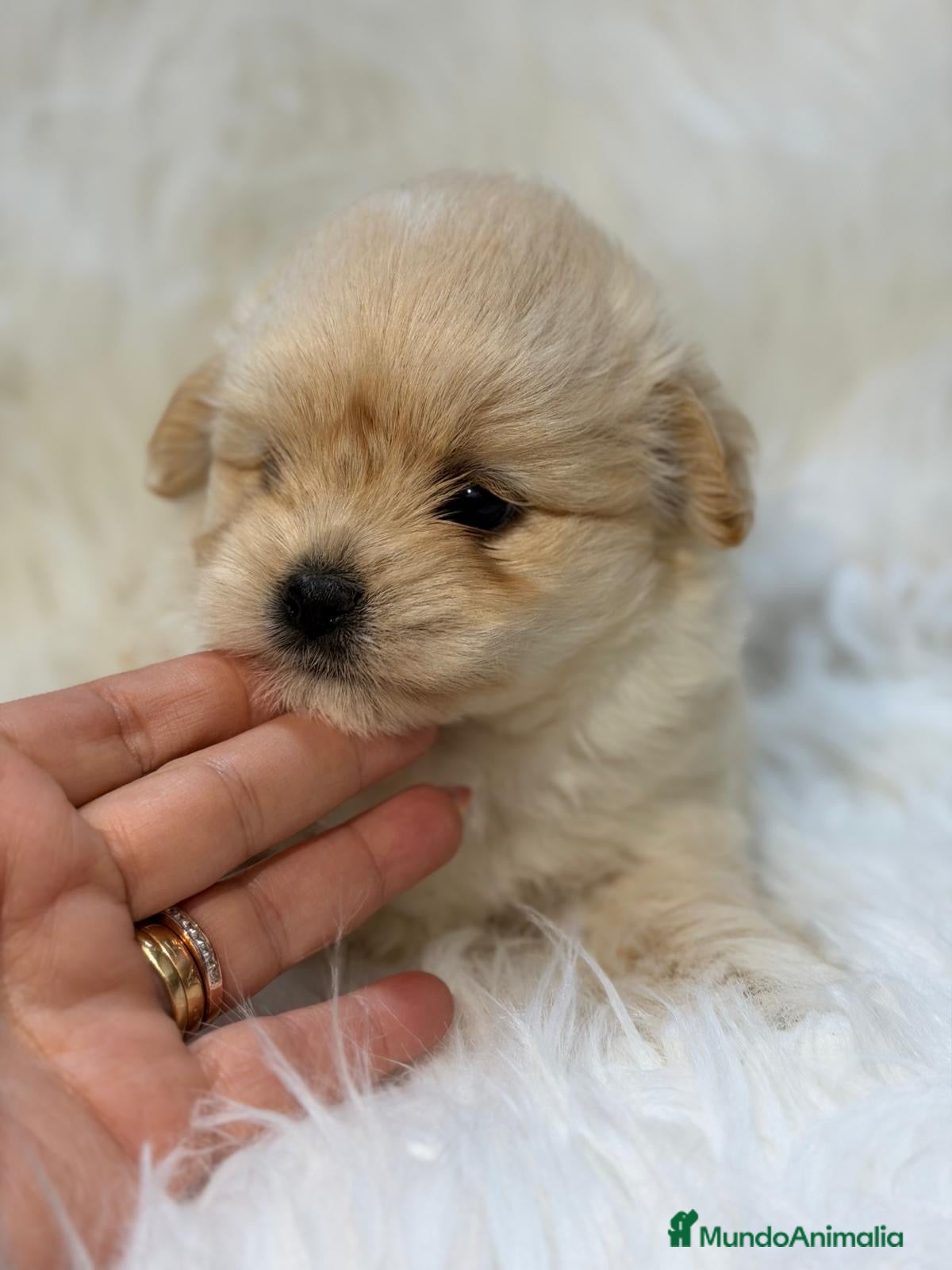 Maltipoo perros MALTIPOO F1 DISPONIBLES - Anuncio 1