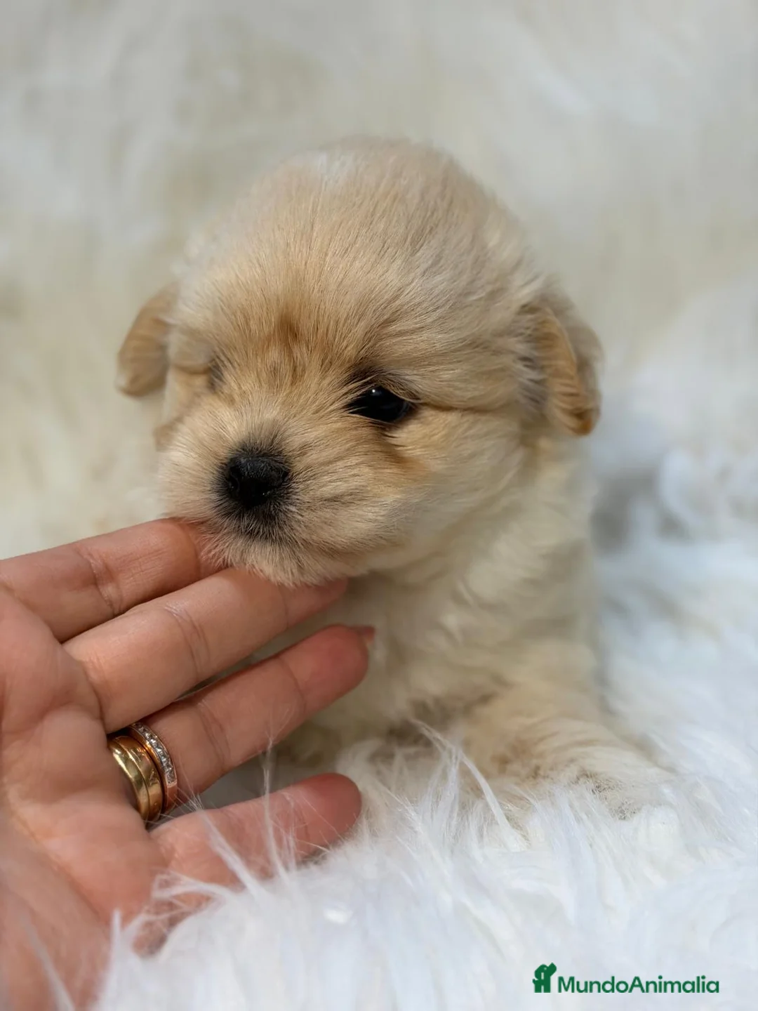 Maltipoo perros en venta: MALTIPOO F1 DISPONIBLES - Anuncio 1