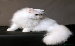 Persa gatos en venta: Persa - Imagen 3