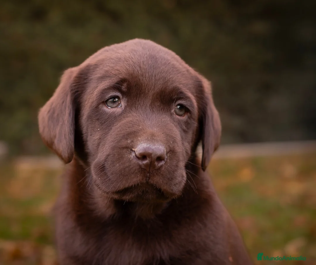 Labrador Retriever perros en venta: Camada labrador retriever chocolate  - Anuncio 9