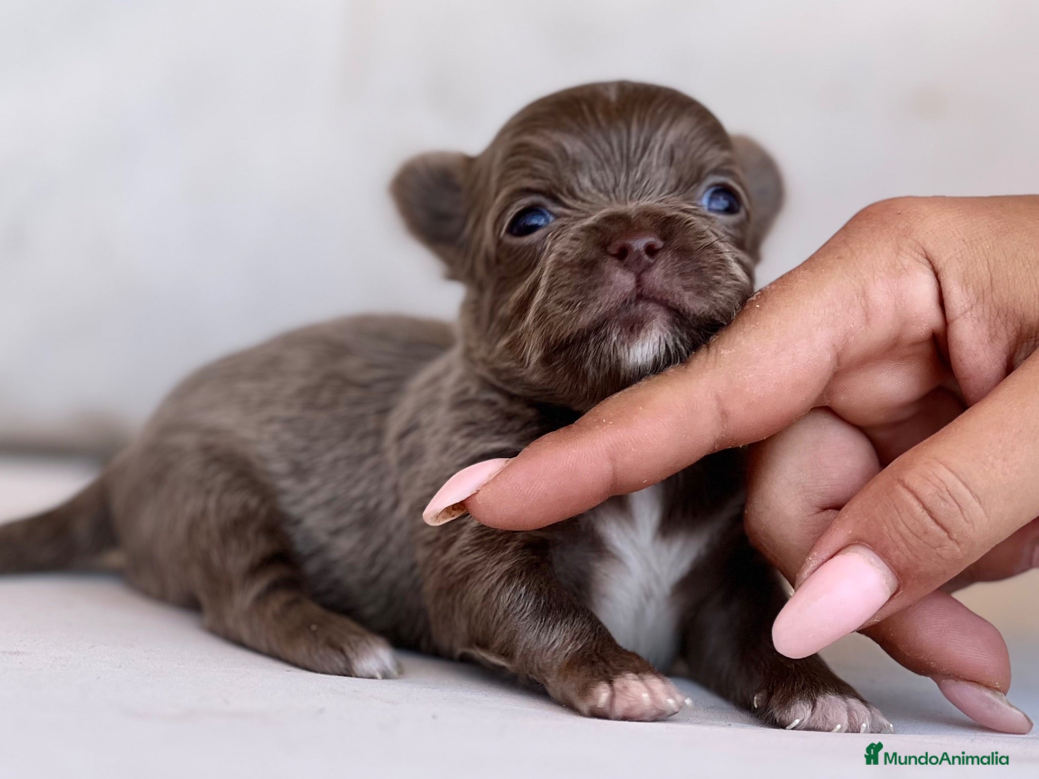 Chihuahua perros PRECIOSO MACHITO BLUE Y BLANCO PELO LARGO  - Anuncio 3