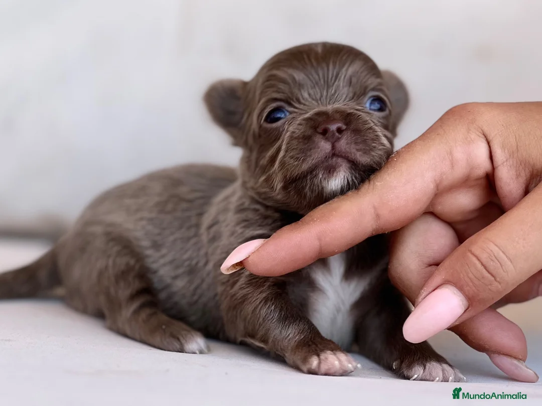Chihuahua perros en venta: PRECIOSO MACHITO BLUE Y BLANCO PELO LARGO  - Anuncio 1