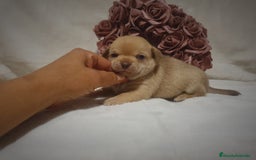 Chihuahua perros en venta: Chiguagua - Imagen 8