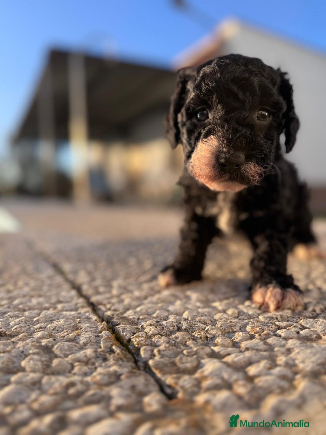 Perro de Agua Español perros en venta: PERRO DE AGUA HEMBRA RABONA - Anuncio 4