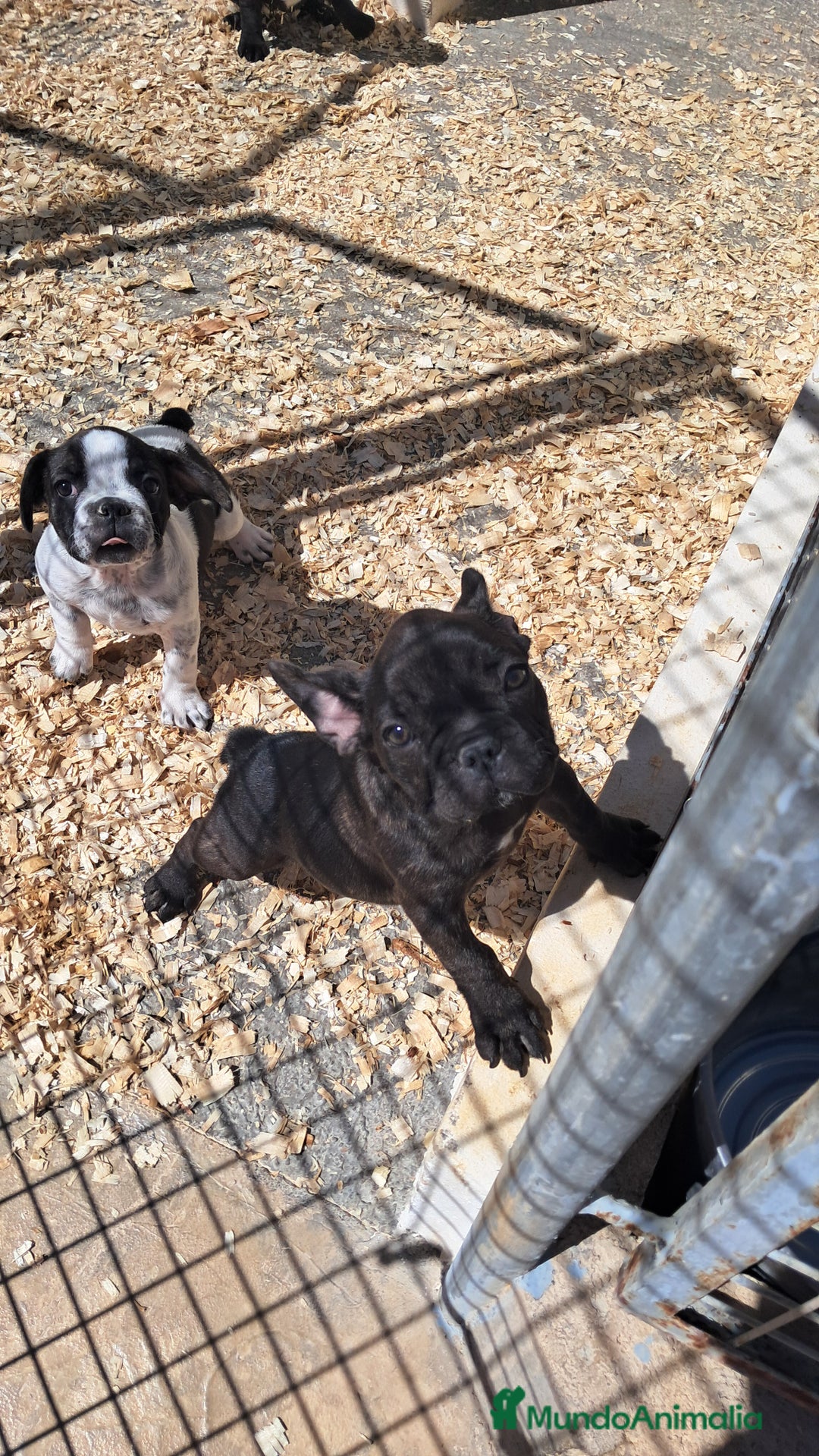Bulldog Francés perros en venta: Bebés Bulldog Francés  - Imagen 3