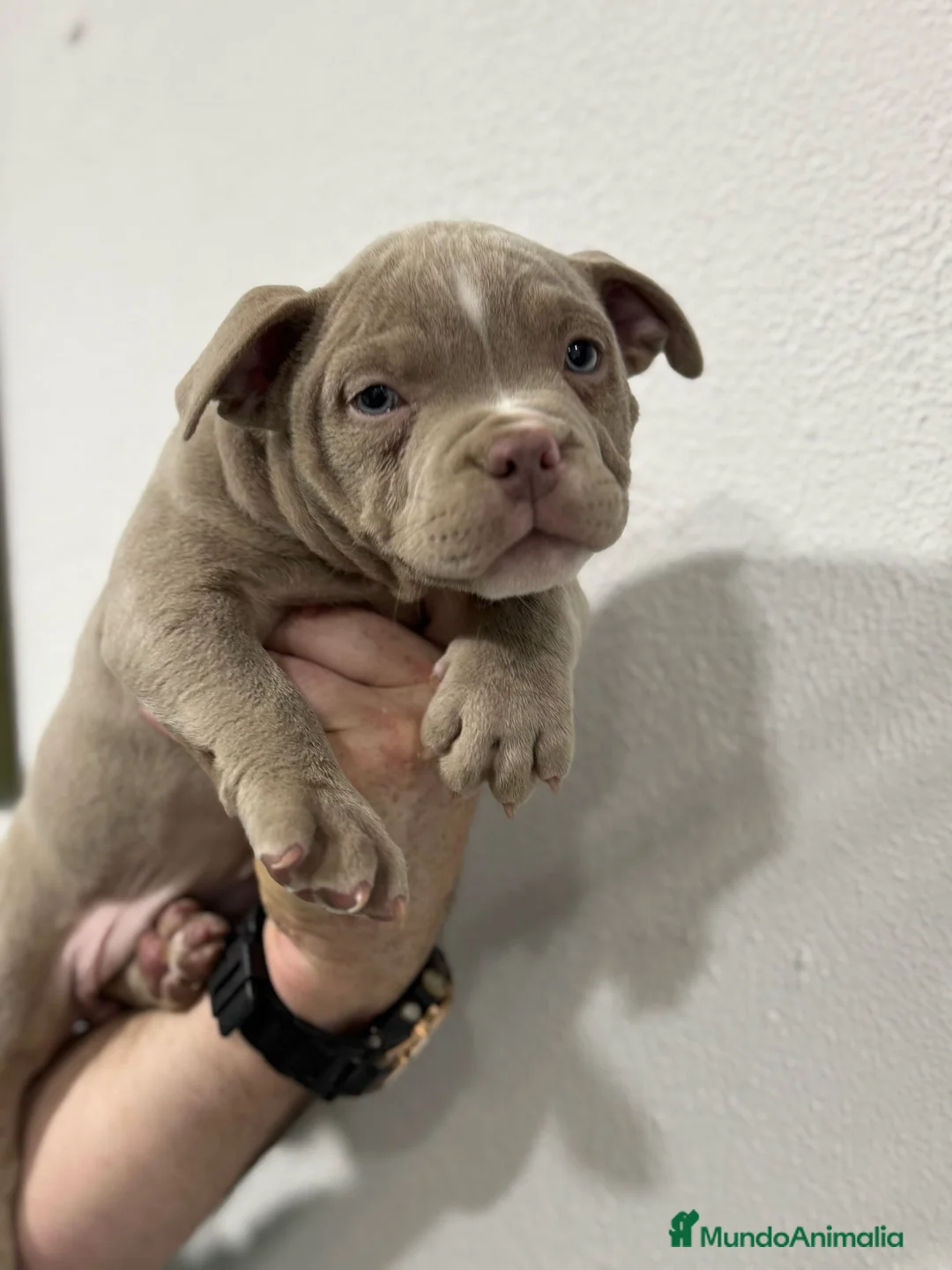 American Bully perros en venta: American bully pocket  - Anuncio 2