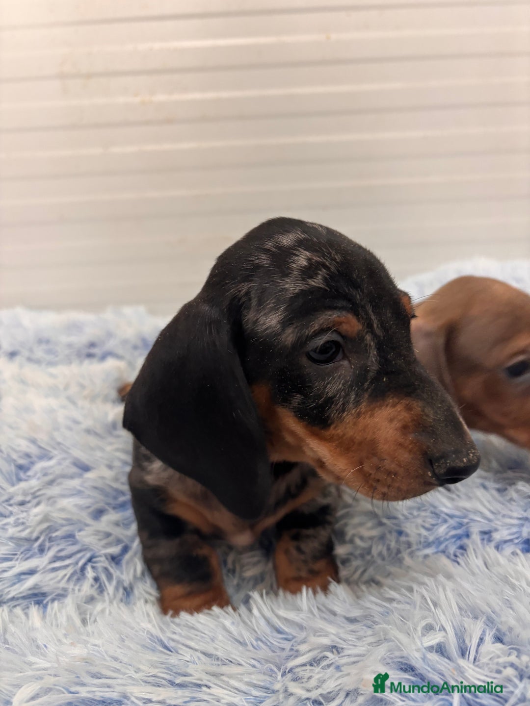 Teckel perros en venta: TECKEL STANDARD - Anuncio 21