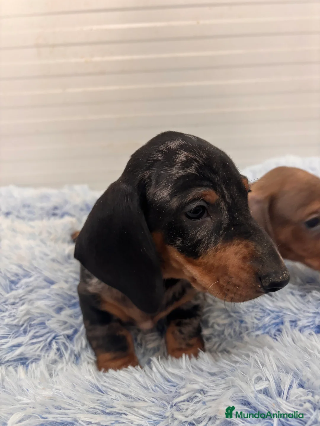 Teckel perros en venta: TECKEL STANDARD - Anuncio 21