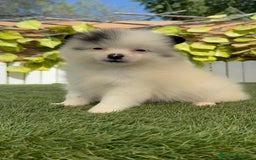 Pomerania perros en venta: POMERANIA HEMBRA BLANCA Y NEGRA - Imagen 3
