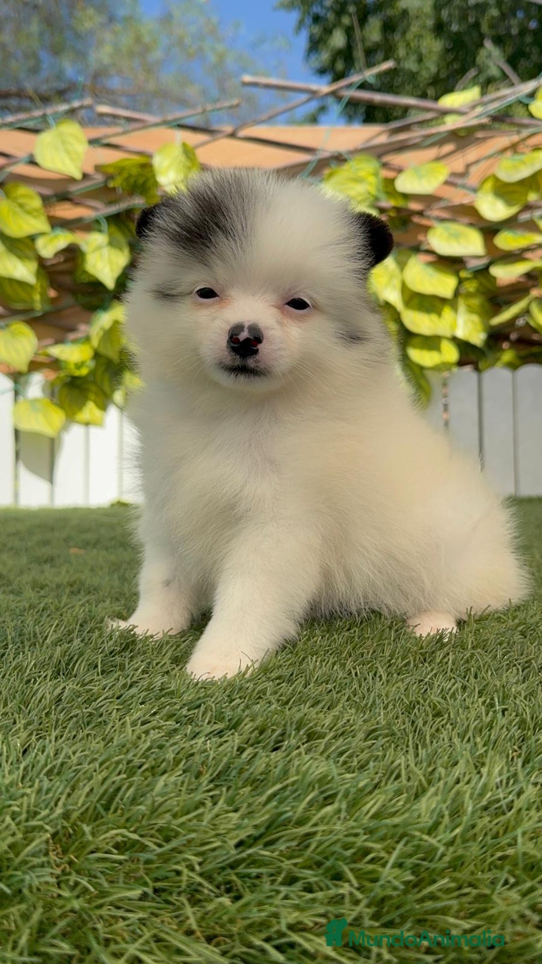 Pomerania perros en venta: POMERANIA HEMBRA BLANCA Y NEGRA - Imagen 3