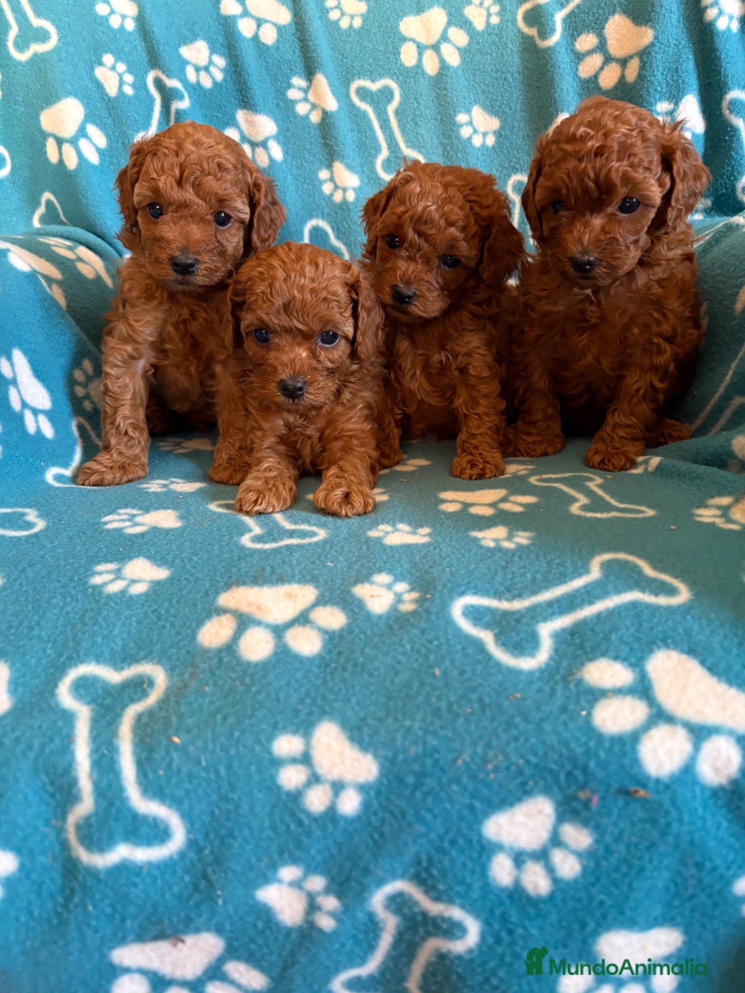 Caniche Toy perros Caniche toy - Anuncio 1