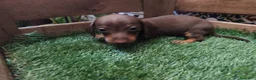 Teckel Miniatura perros en venta: Teckel kaninchen - Anuncio 2