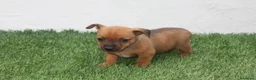 Raza Mixta perros en venta: Minijack  - Anuncio 17