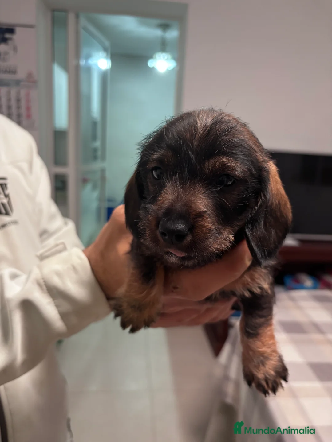 Teckel perros en venta: Última cachorra de Teckel disponible. en Madrid - Anuncio 6