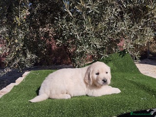Golden Retriever perros - Anuncio 8
