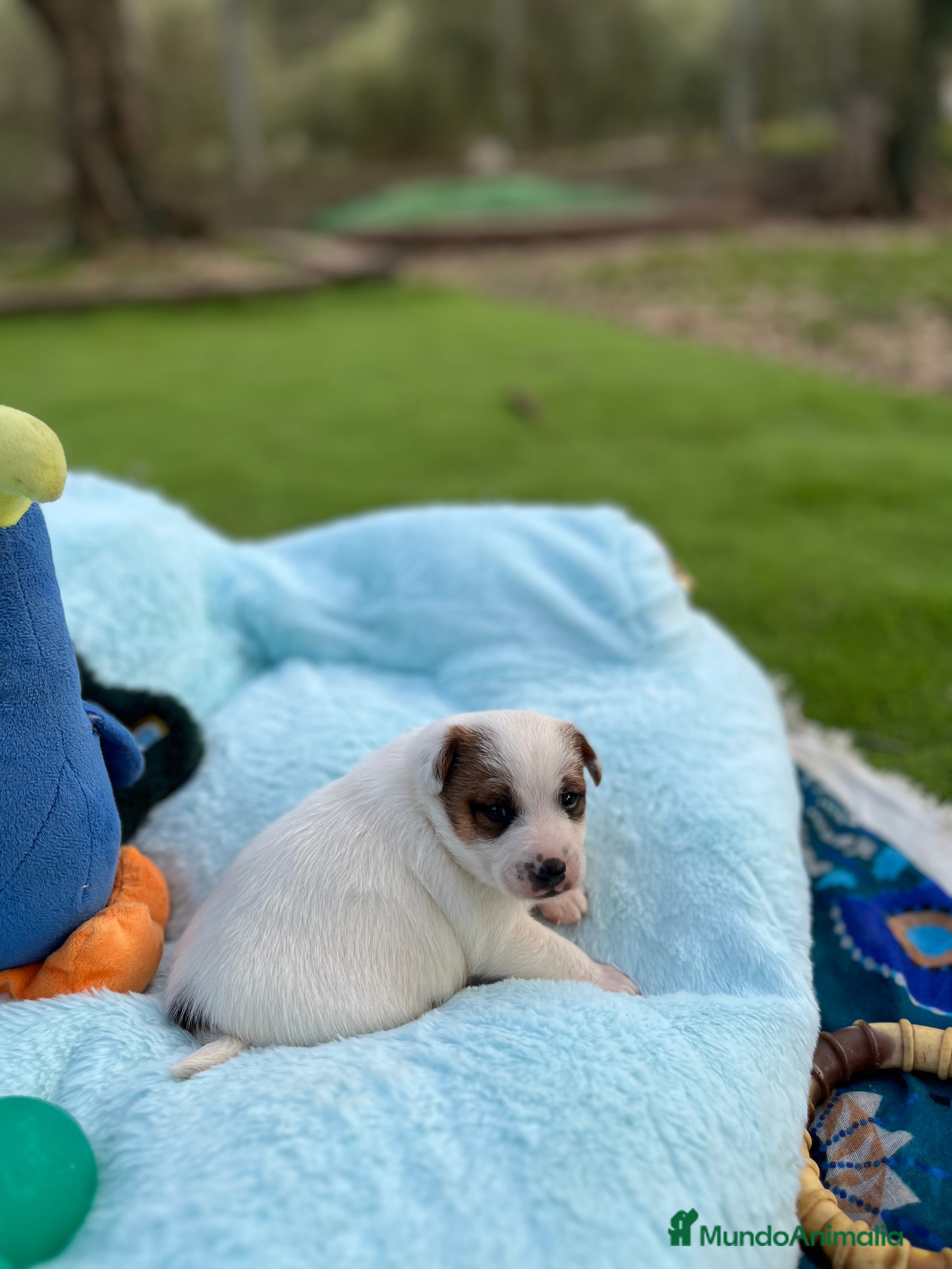 Jack Russell Terrier perros Jack bebé 🐣 - Anuncio 7