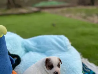Jack Russell Terrier perros Jack bebé 🐣 - Anuncio 7