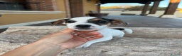 Jack Russell Terrier perros en venta: Jack Russell  - Anuncio 3