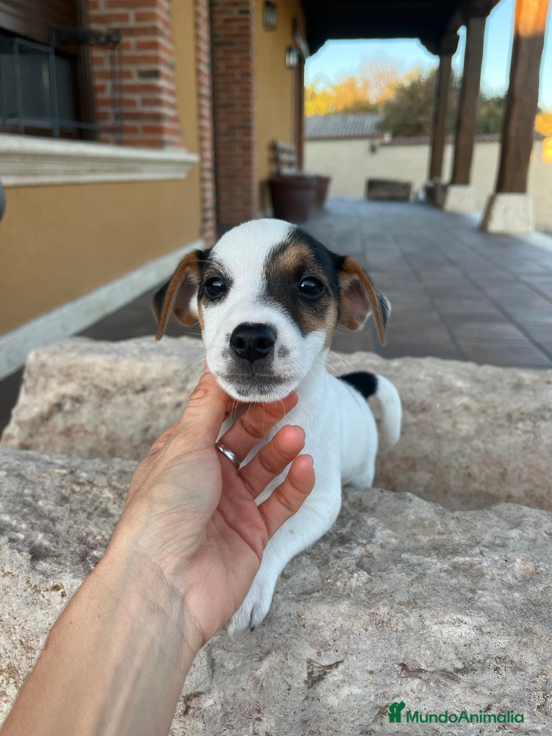 Jack Russell Terrier perros en venta: Jack Russell  - Anuncio 3