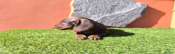 Teckel Miniatura perros en venta: TECKEL MINIATURA EN CANARIAS  - Anuncio 4
