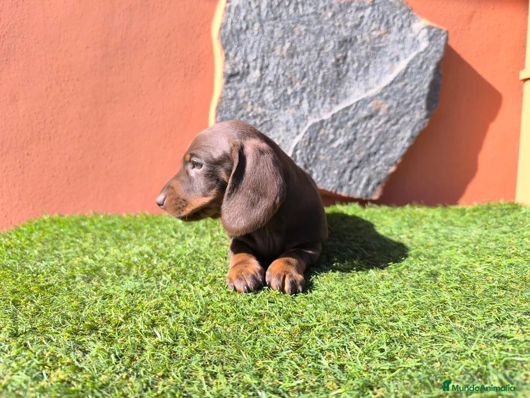 Teckel Miniatura perros en venta: TECKEL MINIATURA EN CANARIAS  - Anuncio 4