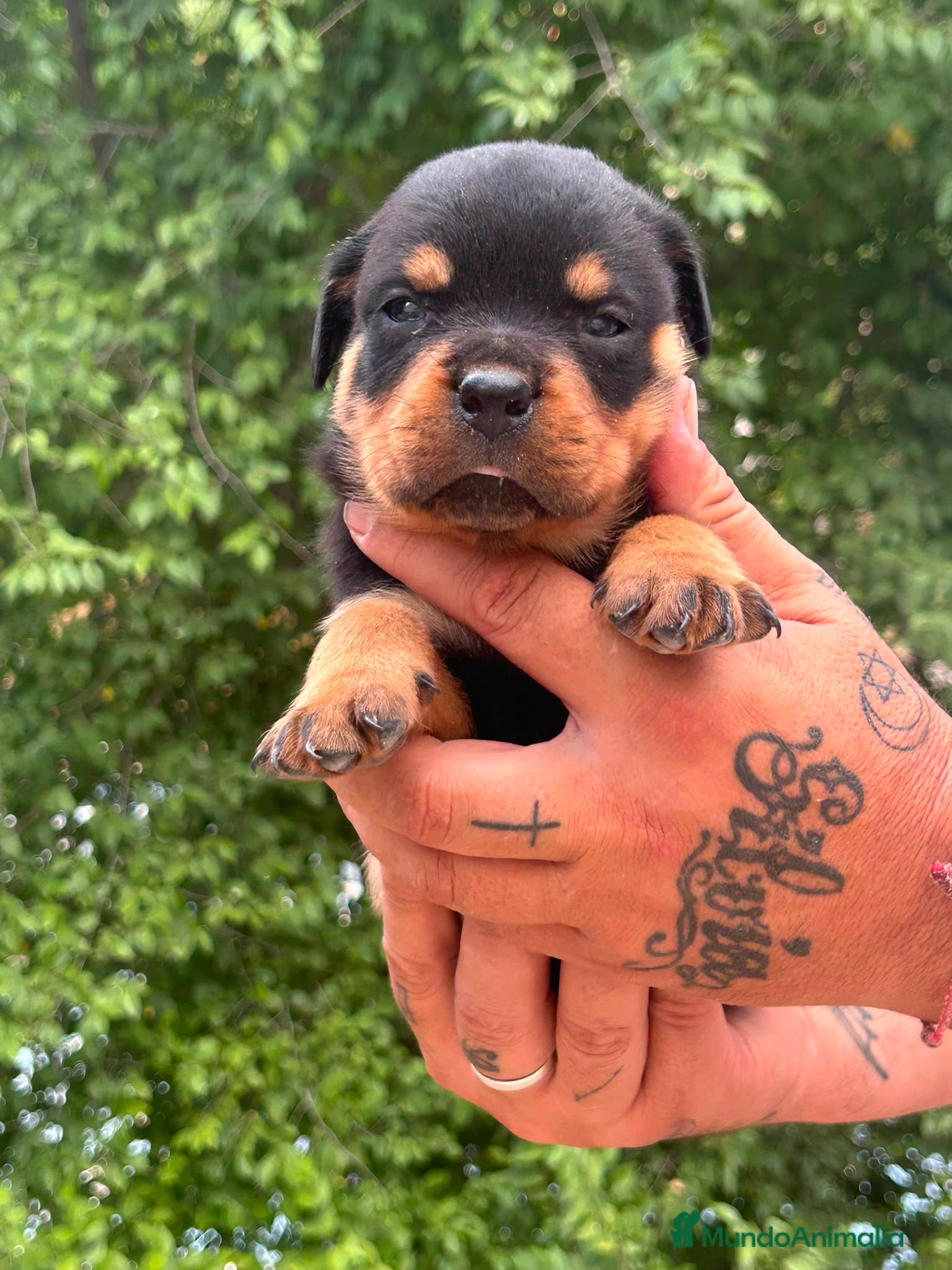 Rottweiler perros Rottwuiler  - Anuncio 1
