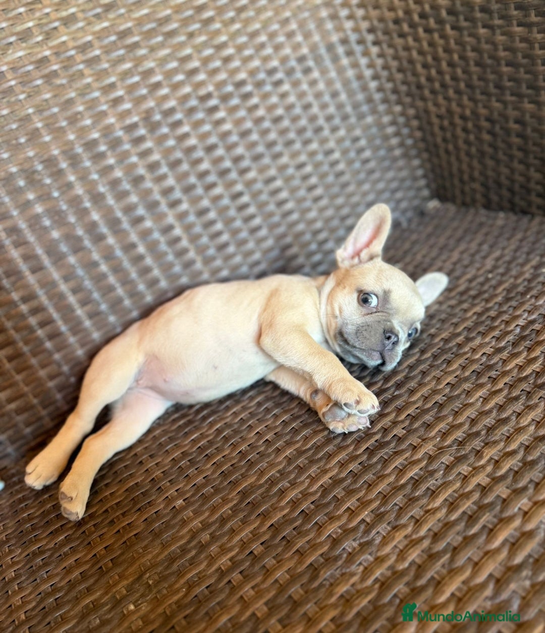 Bulldog Francés perros en venta: Lindos bulldog francés con ojitos de color - Imagen 4