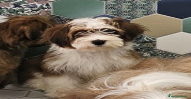 Bichón Habanero perros - Anuncio 9
