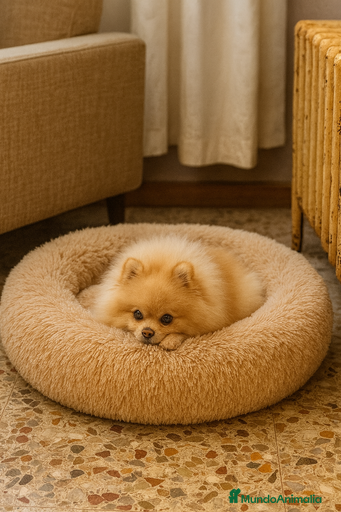 Imagen de galería {{count}}