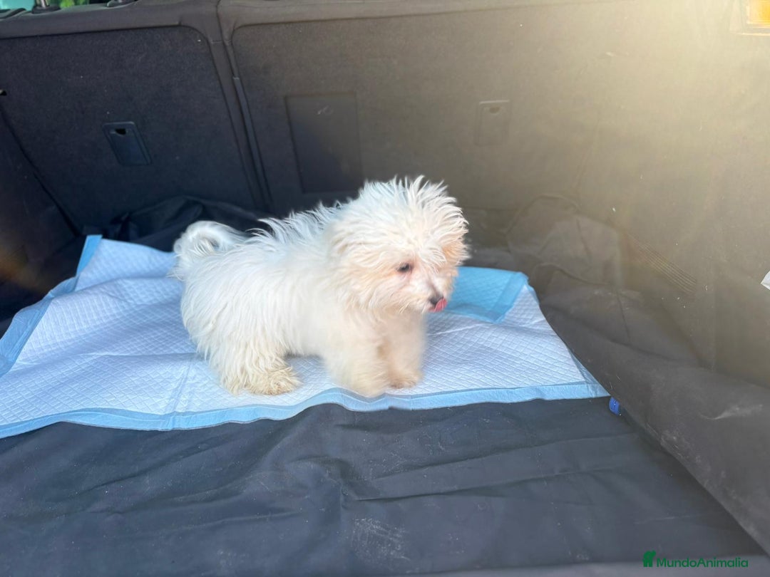 Bichón Maltés perros en venta: Bichon maltés hembra  - Imagen 6