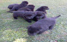 Pastor Belga Groenendael perros en venta: Camada de Pastor Belga Groenendael - Imagen 3