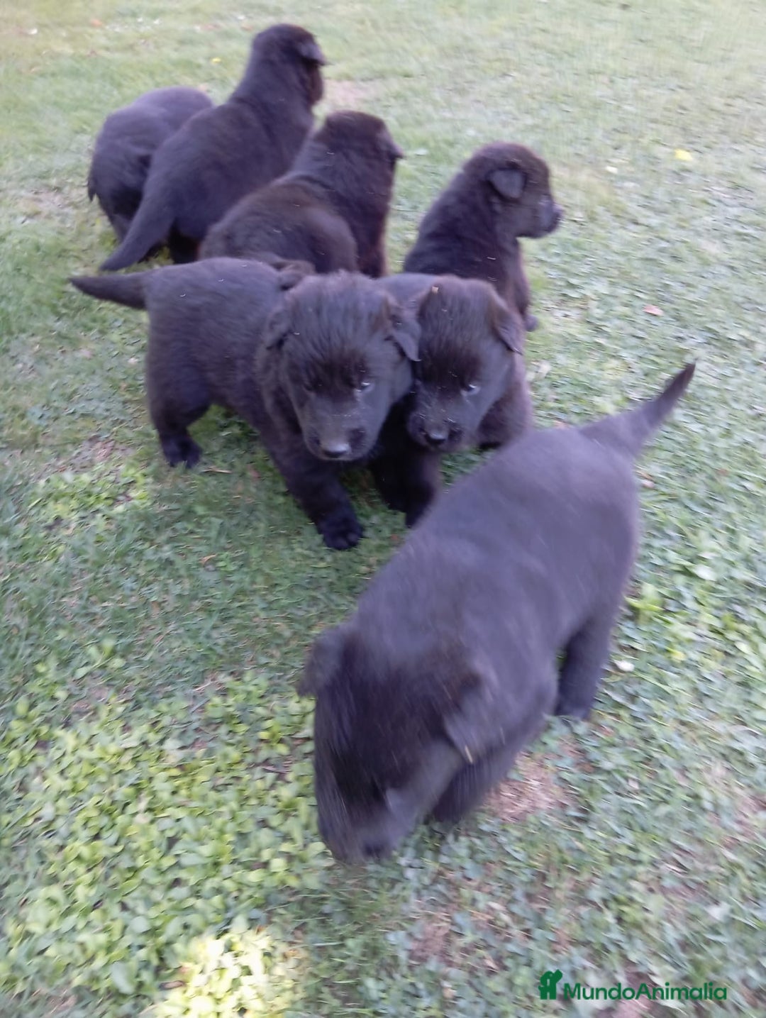 Pastor Belga Groenendael perros en venta: Camada de Pastor Belga Groenendael - Imagen 3
