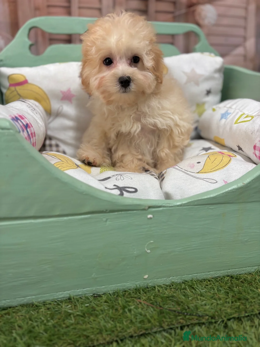 Maltipoo perros en venta: Maltipoo Toy muy chiquitín listo para entregar!! - Anuncio 1
