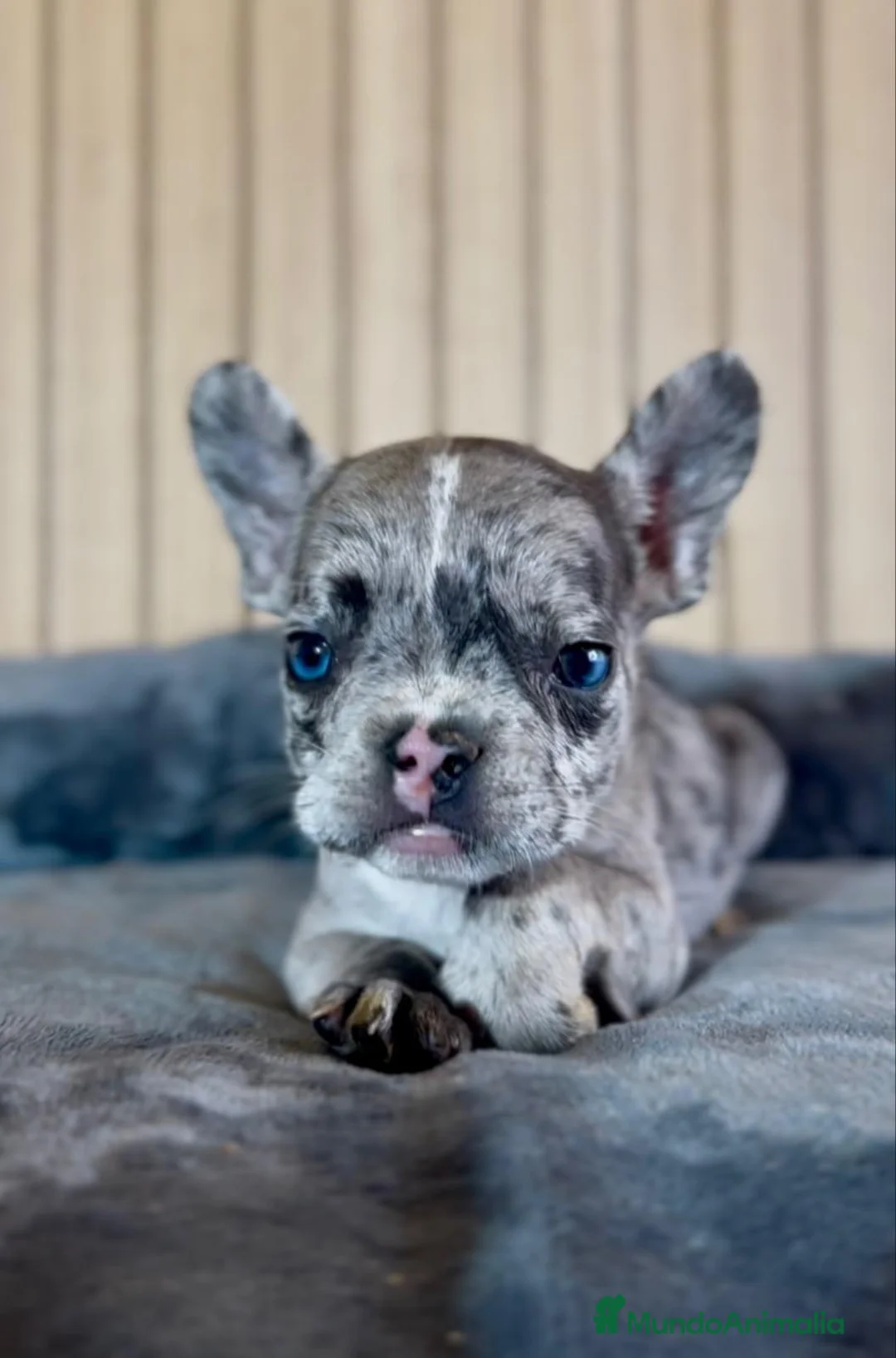 Bulldog Francés perros en venta: Bulldog francés hembras blue merle - Anuncio 1