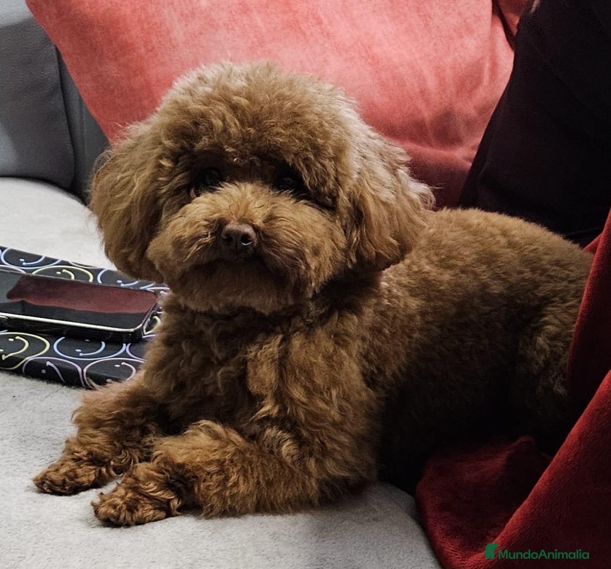 Caniche Mediano perros Caniche rojo - Anuncio 2