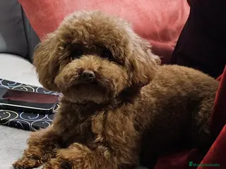 Caniche Mediano perros Caniche rojo - Anuncio 2