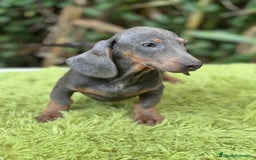 Teckel Miniatura perros en venta: Teckel mini Blue  - Imagen 1