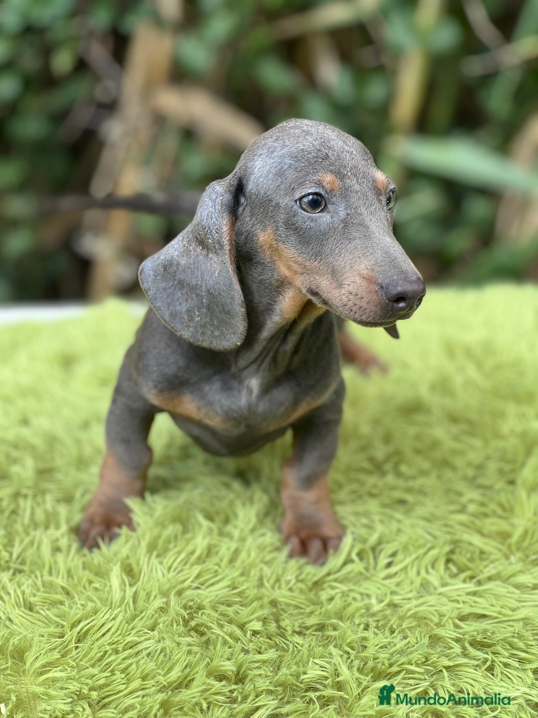 Teckel Miniatura perros en venta: Teckel mini Blue  - Imagen 1