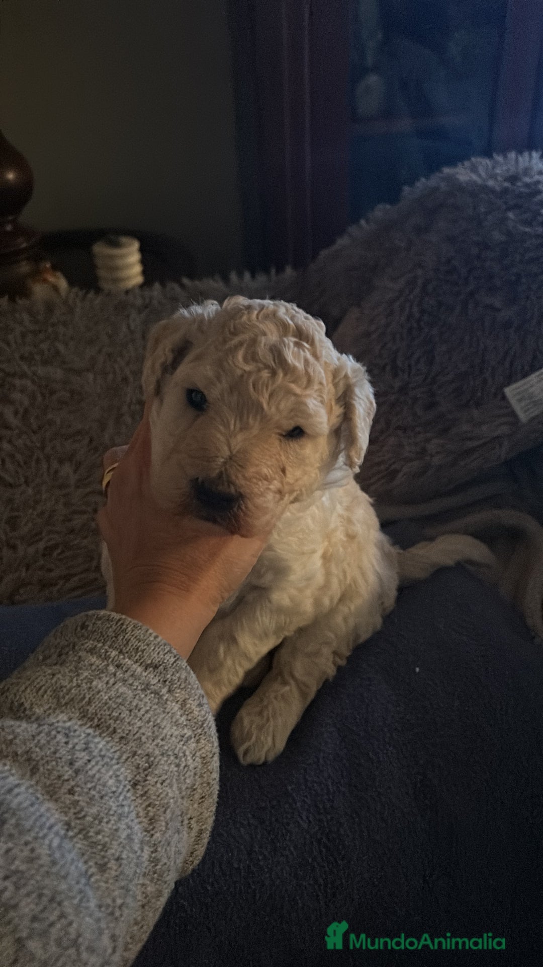 Caniche Gigante perros en venta: Caniche gigante  - Anuncio 2