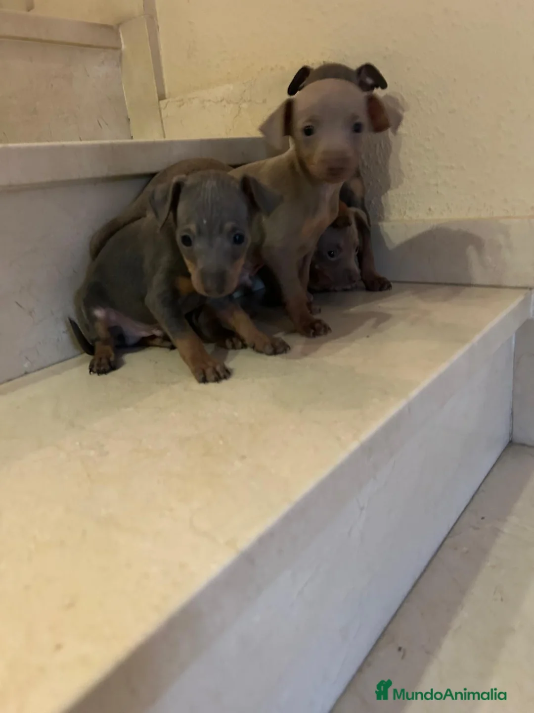 Pinscher Miniatura perros en venta: Mini pincher blue máxima calidad - Anuncio 13