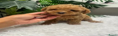 Caniche Toy 1