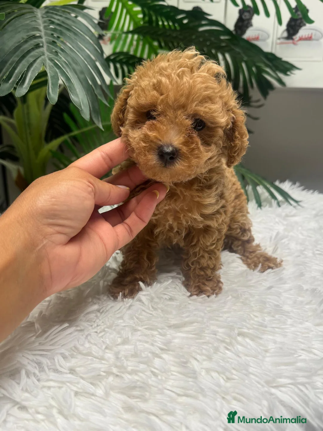 Caniche Toy perros en venta: CANICHE TOY - Anuncio 11