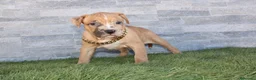 American Pit Bull Terrier perros en venta: American Pit bull - Anuncio 6