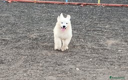 Pastor Blanco Suizo perros en venta: Pastor Blanco Suizo  - Anuncio 7