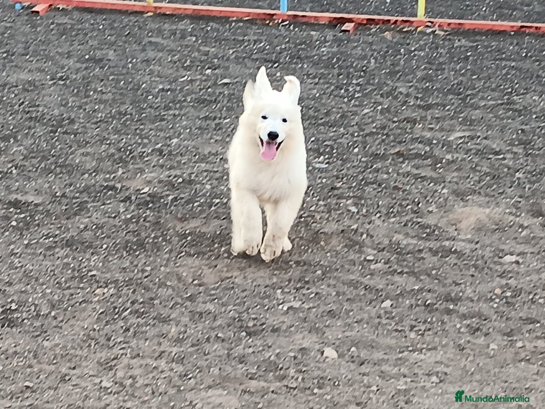 Pastor Blanco Suizo perros en venta: Pastor Blanco Suizo  - Anuncio 7