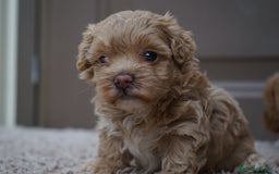 Maltipoo perros en venta: 🍥🐾 Muffi, Mochi & Yuki ✨ - Imagen 9