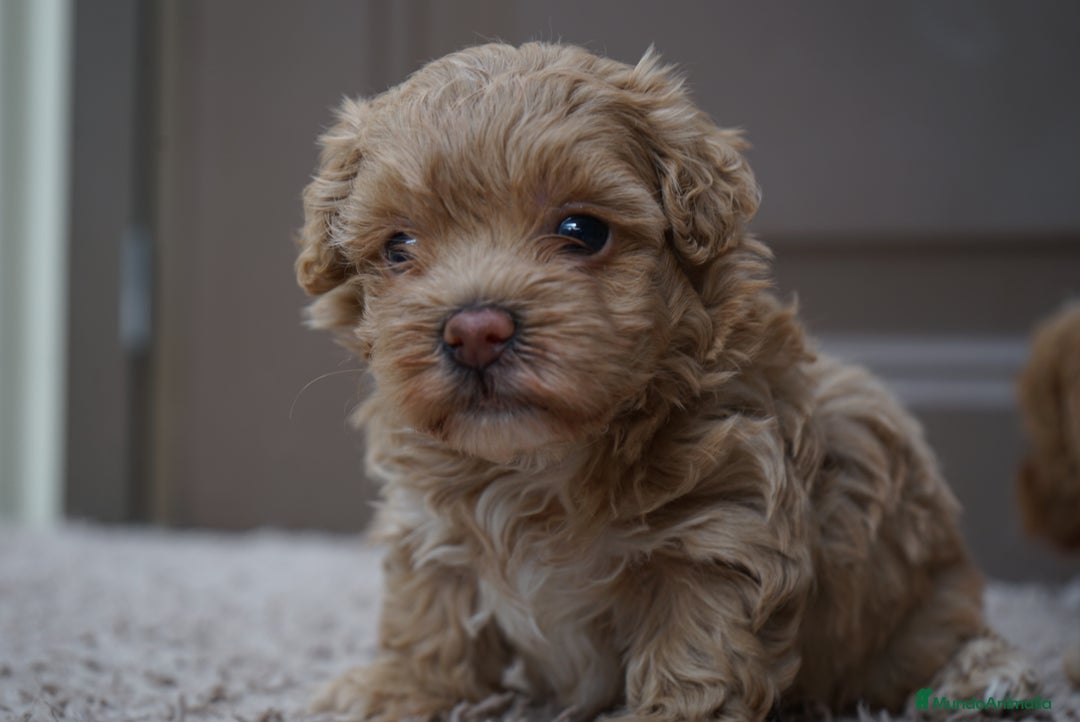 Maltipoo perros en venta: 🍥🐾 Muffi, Mochi & Yuki ✨ - Imagen 9