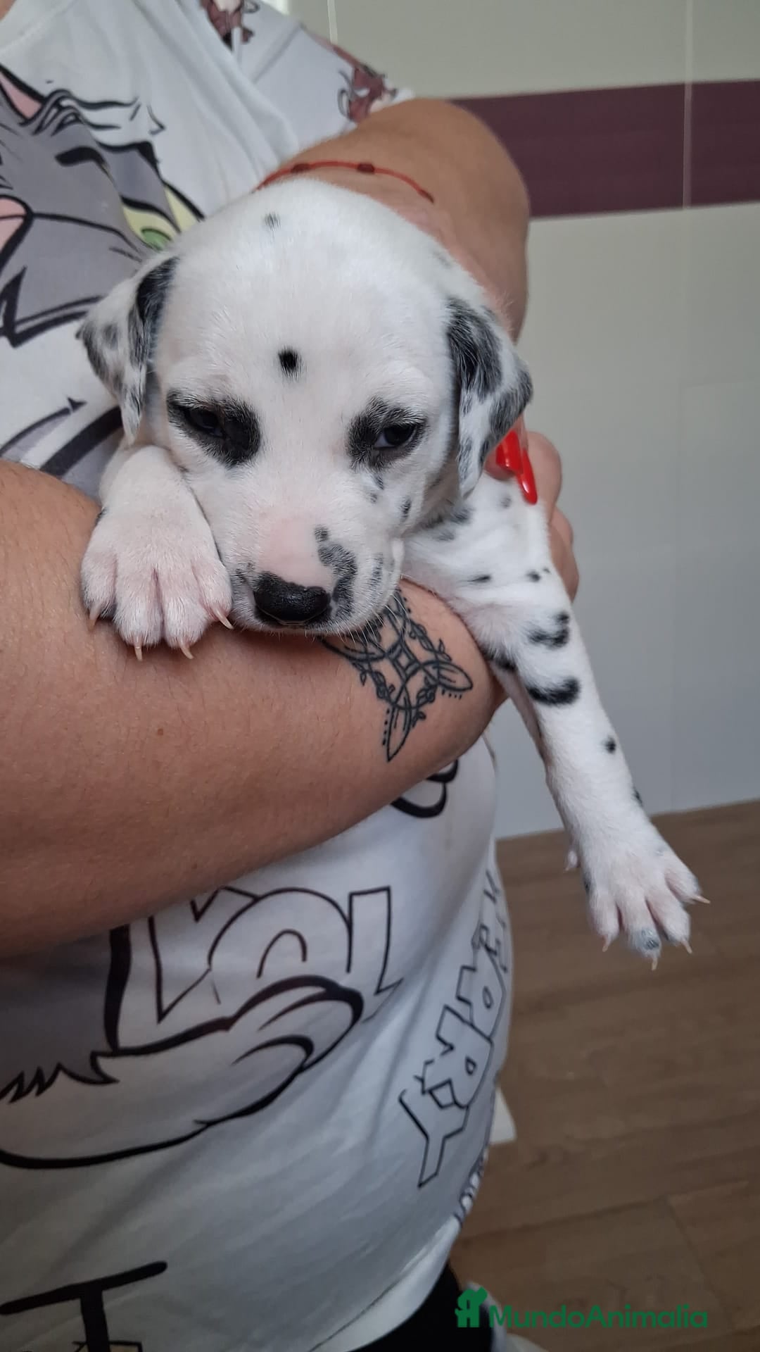 Dálmata perros Dálmatas disponibles🐾🔥🐶 - Anuncio 18