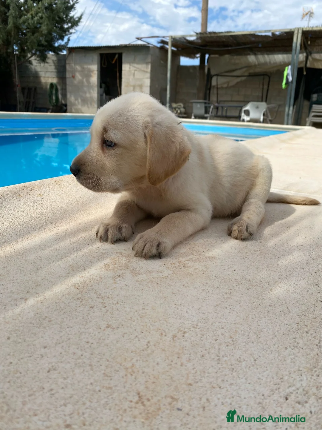Labrador Retriever perros en venta: CACHORROS DE LABRADOR  - Anuncio 5
