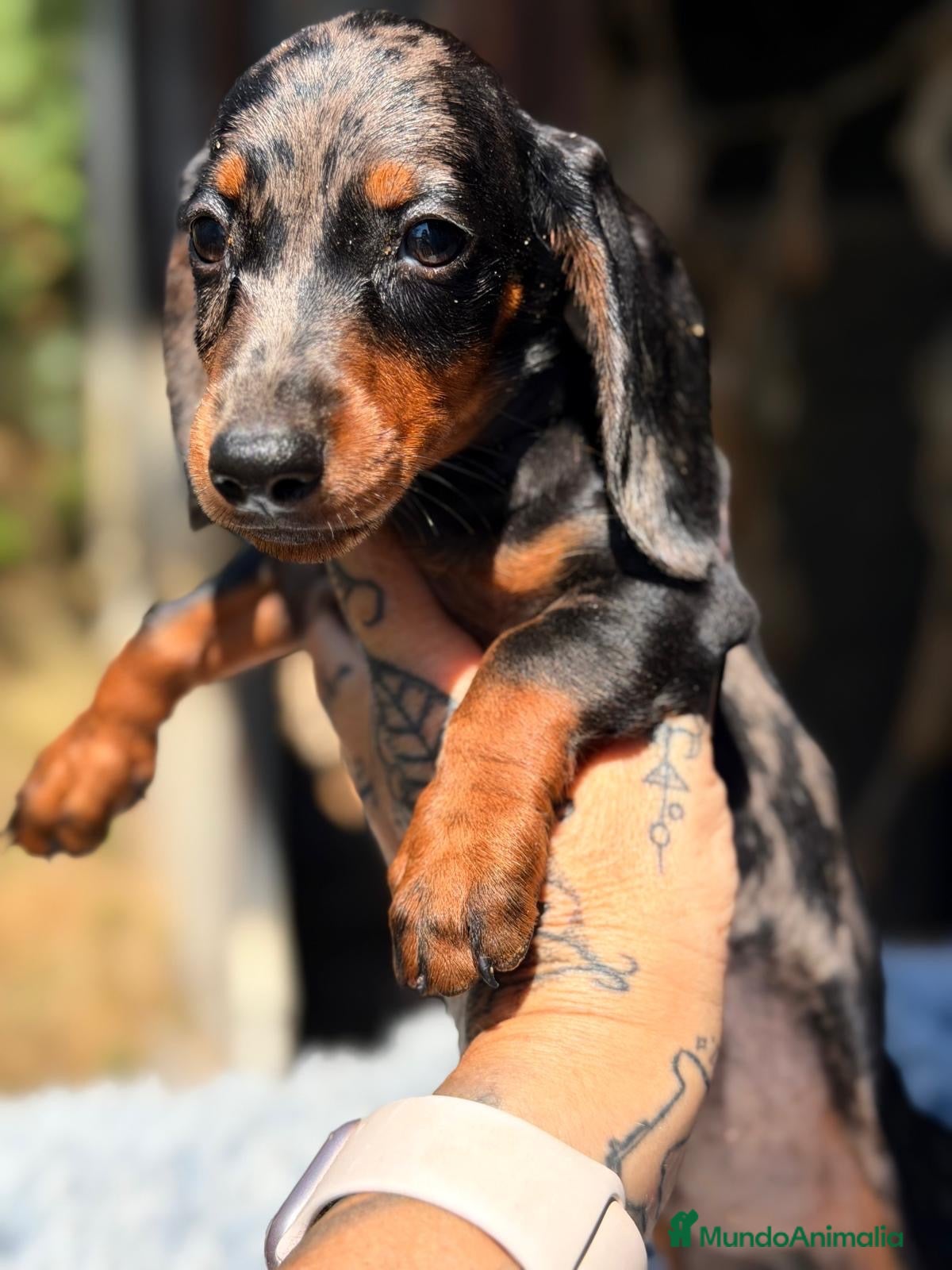 Teckel Miniatura perros Teckel arlequines disponibles💙🐾 - Anuncio 9